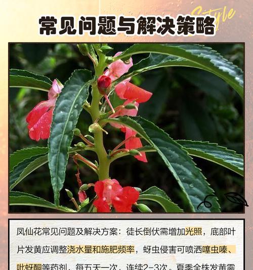 凤仙花的种植方法有哪些？土壤选择对凤仙花生长有何影响？