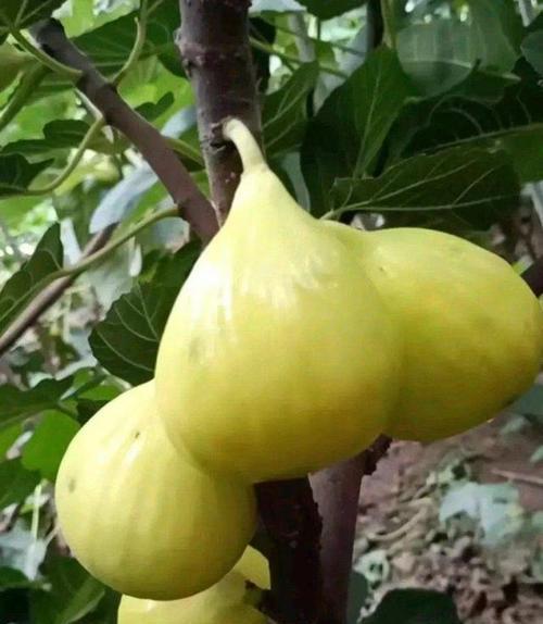 无花果有哪些品种推荐？如何选择适合自己的无花果品种？