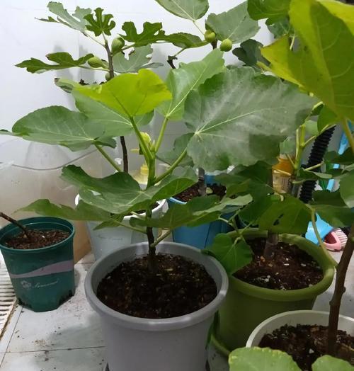无花果有哪些品种推荐？如何选择适合自己的无花果品种？