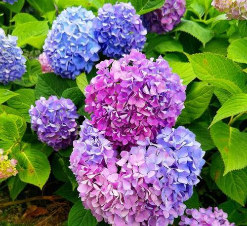 绣球花通常几月份开花？如何科学养护绣球花？
