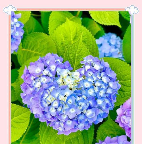 绣球花通常几月份开花？如何科学养护绣球花？