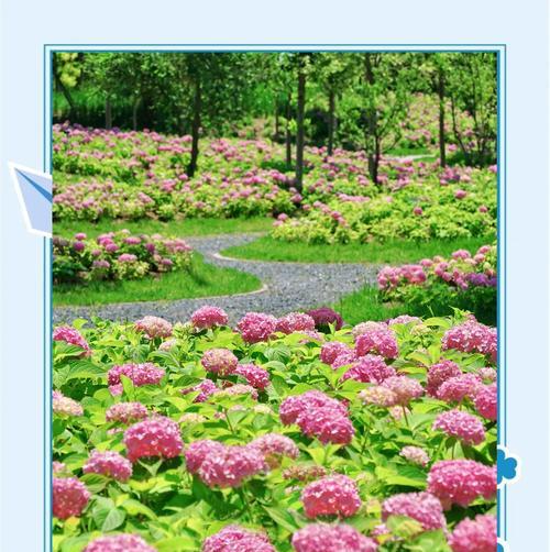 绣球花通常几月份开花？如何科学养护绣球花？