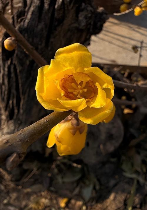 腊梅花通常几月份开花？腊梅花的养护技巧有哪些？