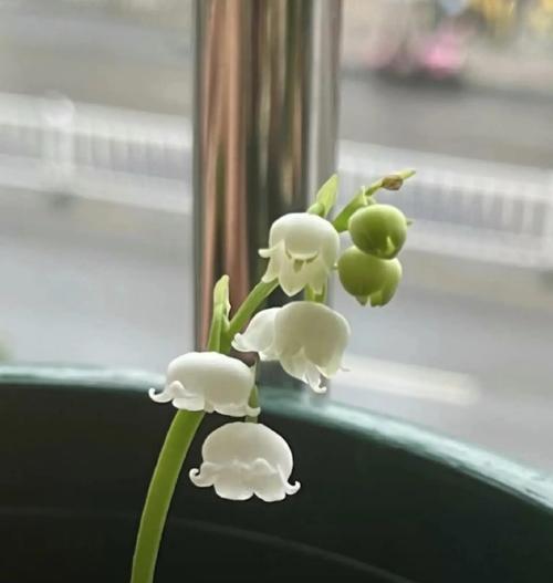铃兰如何种植？种植铃兰需要注意哪些问题？