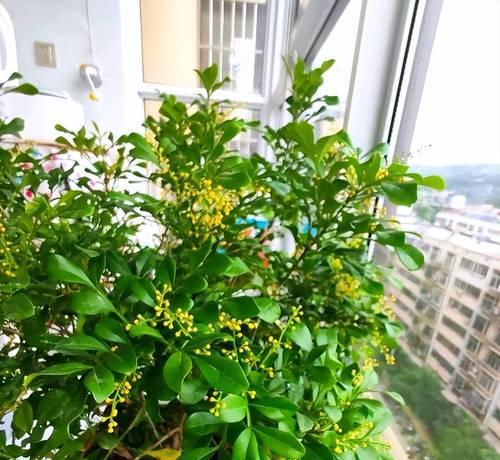 米兰花四季开花的原因是什么？如何驱蚊又清新空气？