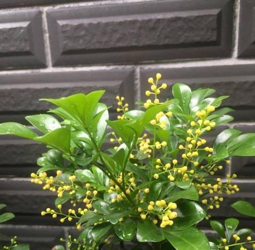 米兰花四季开花的原因是什么？如何驱蚊又清新空气？