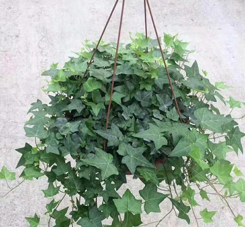 常春藤的花语是什么？常春藤的养护技巧有哪些？