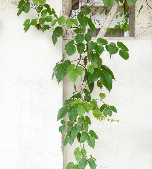 常春藤的花语是什么？常春藤的养护技巧有哪些？