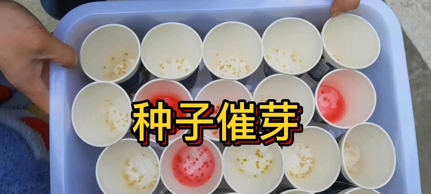 如何进行最简单的催芽操作？催芽过程中应注意什么？