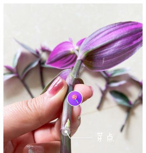 天竺葵扦插与养护的全过程是怎样的？有哪些注意事项？