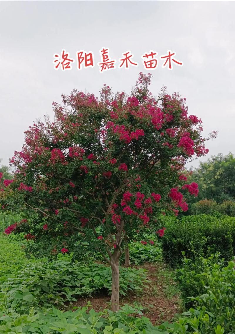 紫薇有哪些品种推荐？哪种最惊艳？