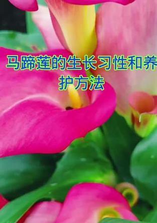 马蹄莲如何养护？马蹄莲养护过程中应注意什么？