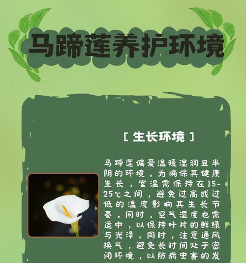 马蹄莲如何养护？马蹄莲养护过程中应注意什么？