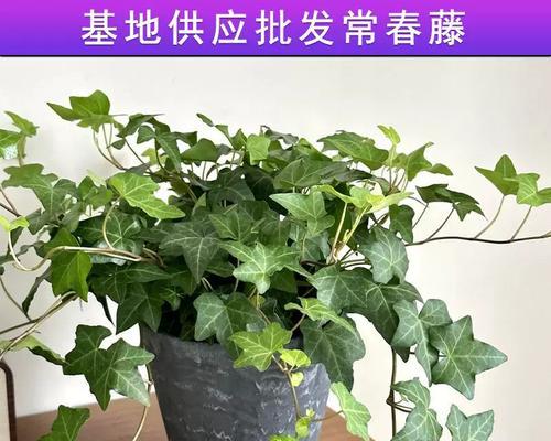 盆景植物藤如何养护？盆景植物藤的养殖技巧有哪些？