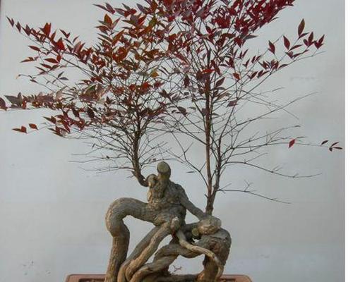 盆景植物藤如何养护？盆景植物藤的养殖技巧有哪些？