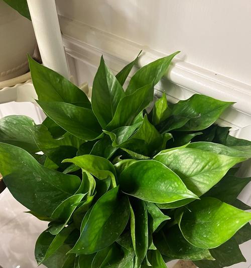 盆景植物藤如何养护？盆景植物藤的养殖技巧有哪些？