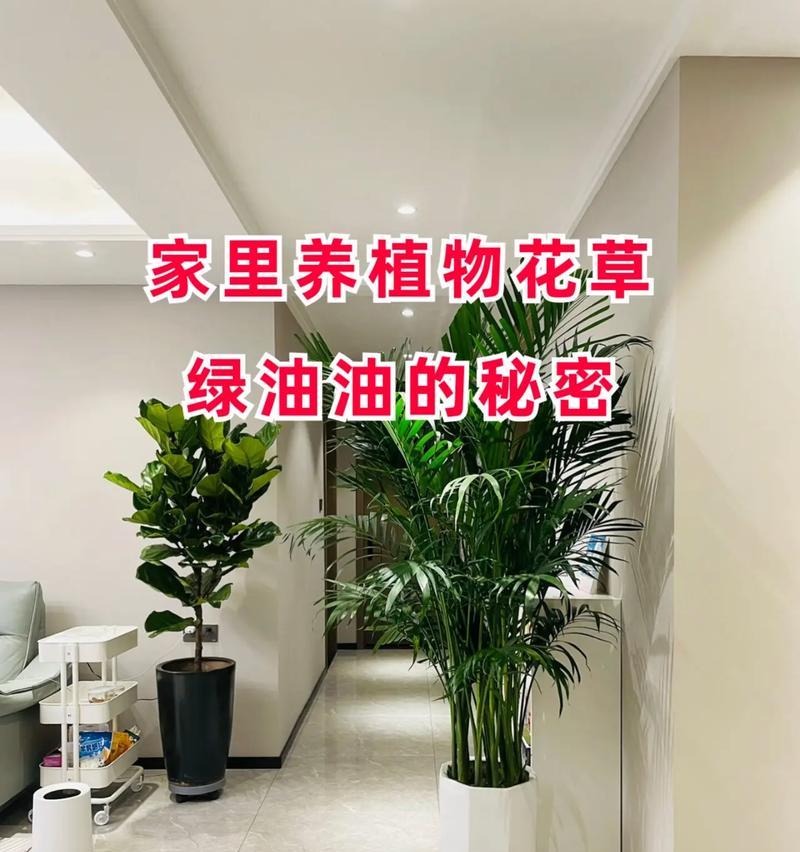 花卉绿植养护有哪些常见问题？