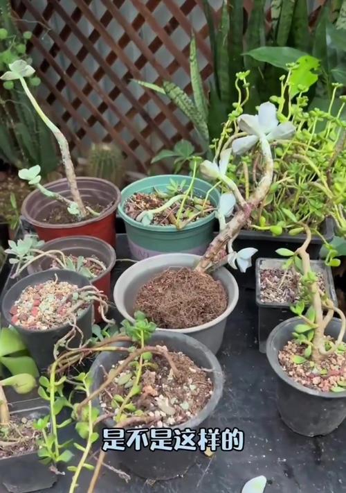 花卉绿植养护有哪些常见问题？