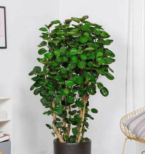 花卉绿植养护有哪些常见问题？