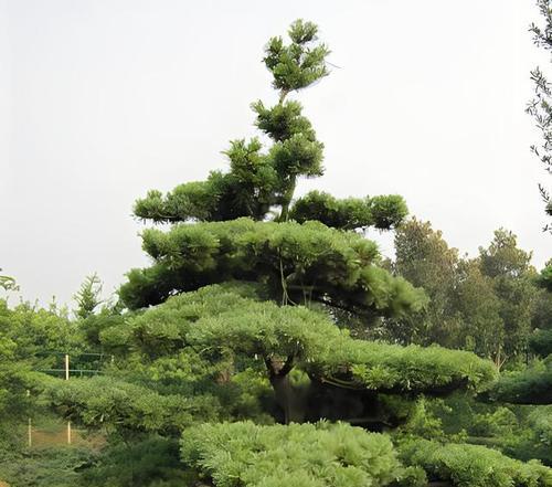 探秘罗汉松的文化内涵与养护秘诀有哪些？
