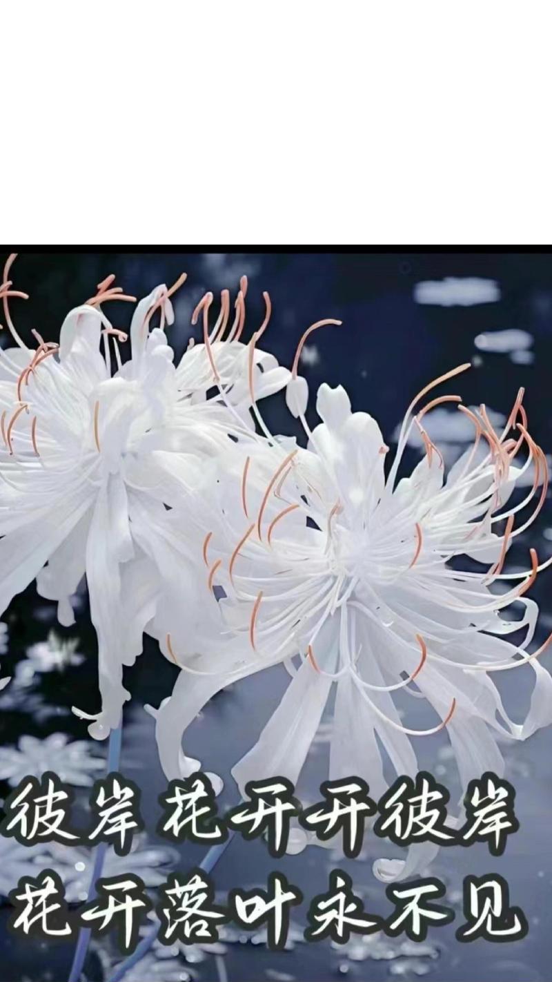 8种颜色的彼岸花叫什么名字？