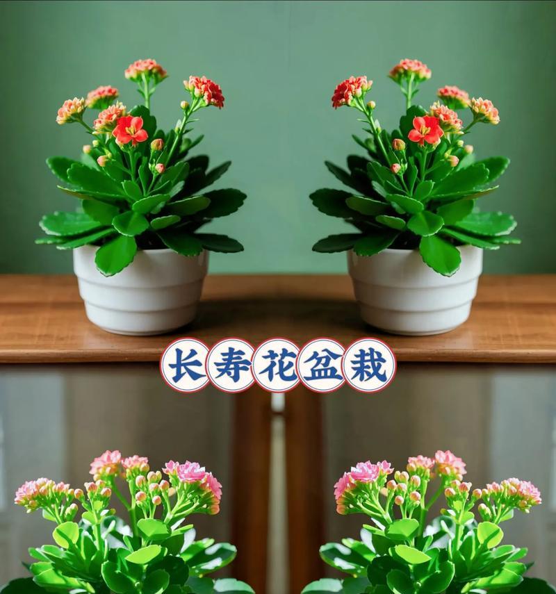 长寿花的养殖方法和注意事项是什么？