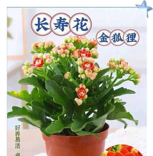 长寿花的养殖方法和注意事项是什么？
