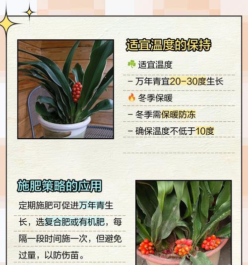 万年青怎么养才能长得好？