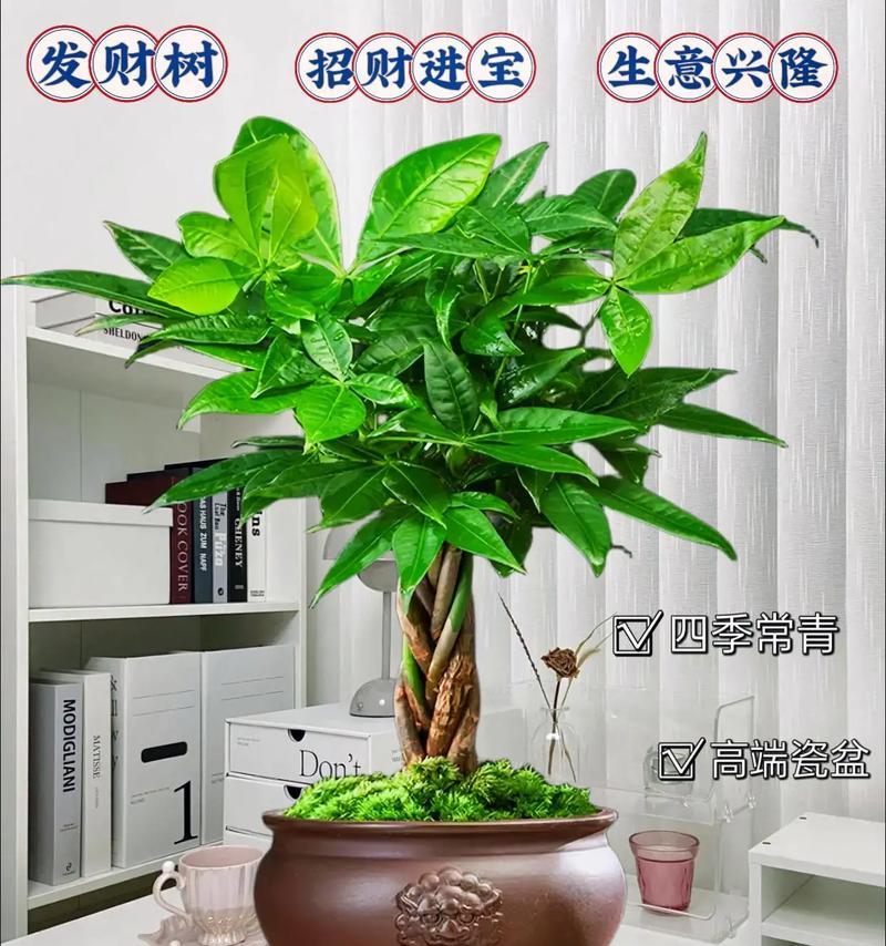 发财树寓意与养护全解析是什么？