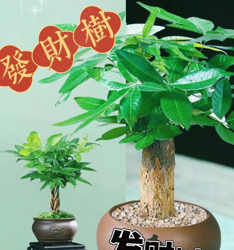 发财树寓意与养护全解析是什么？