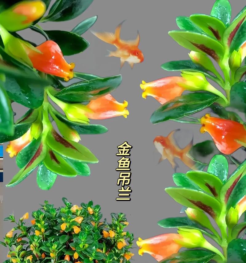 金鱼吊兰的养殖方法是什么？