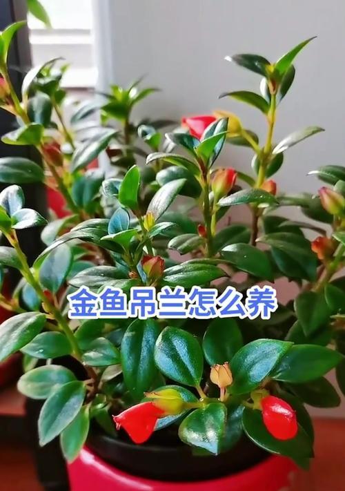 金鱼吊兰的养殖方法是什么？