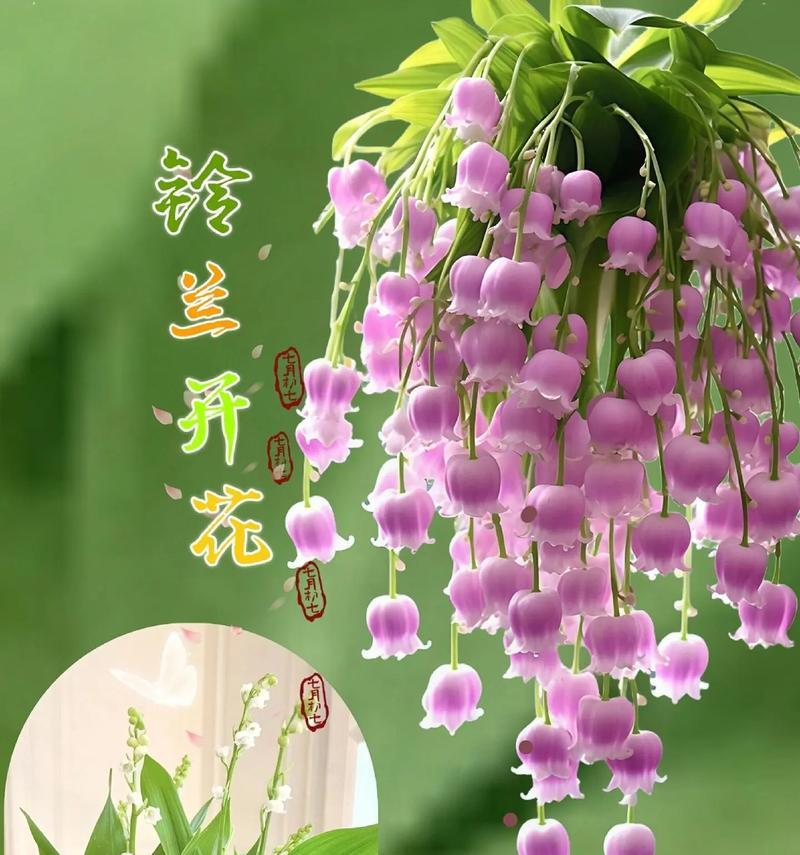 铃兰花语花期有多久？