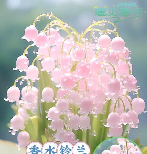铃兰花语花期有多久？