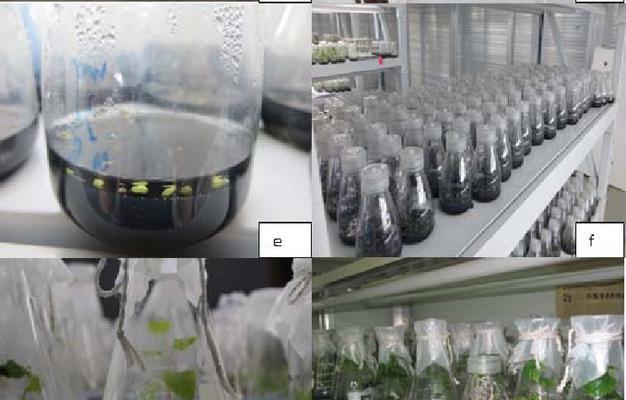 生姜通过胚芽培育新株的无性繁殖模式解析是什么？
