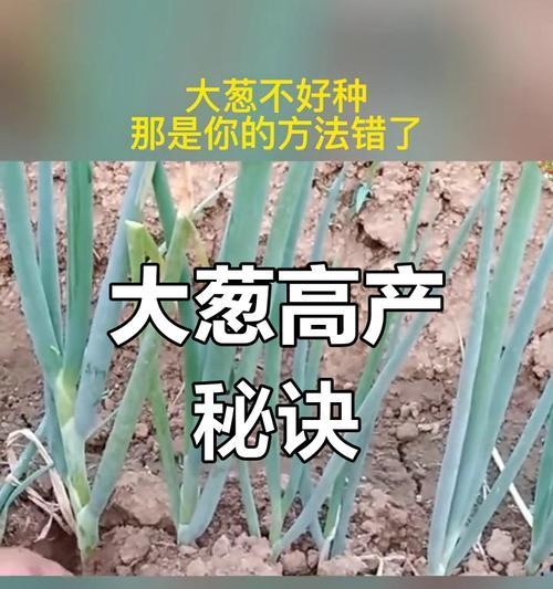 大葱种植有诀窍四项措施要记牢是什么？