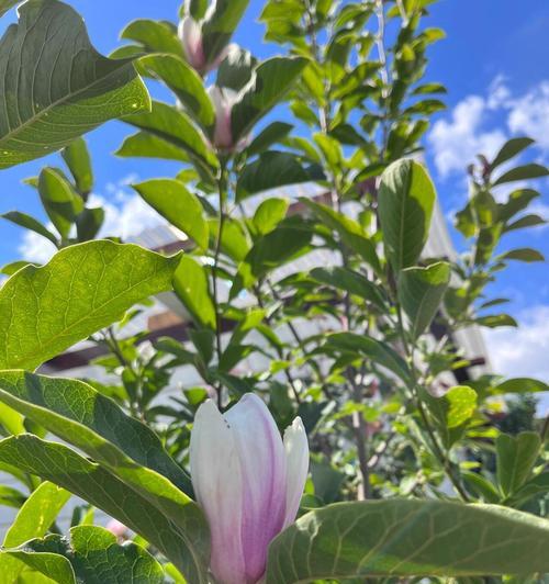 玉兰花期时长及特点是什么？