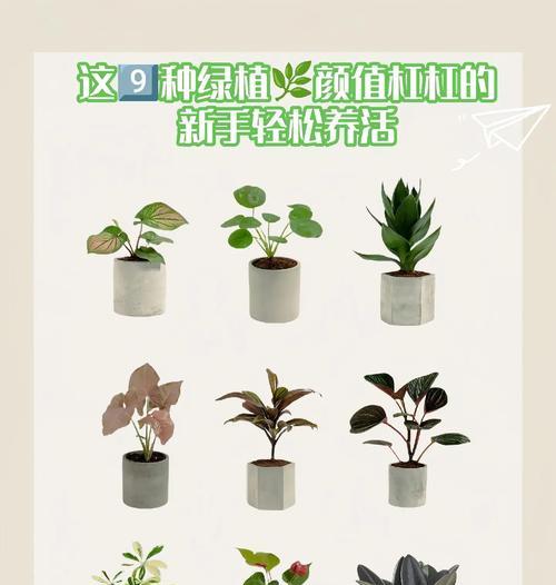 大叶子植物如何提升家居美感？