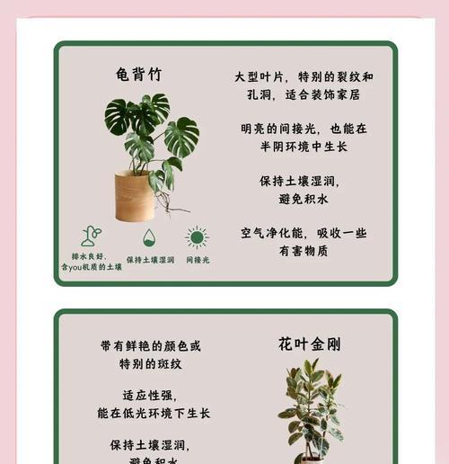 大叶子植物如何提升家居美感？