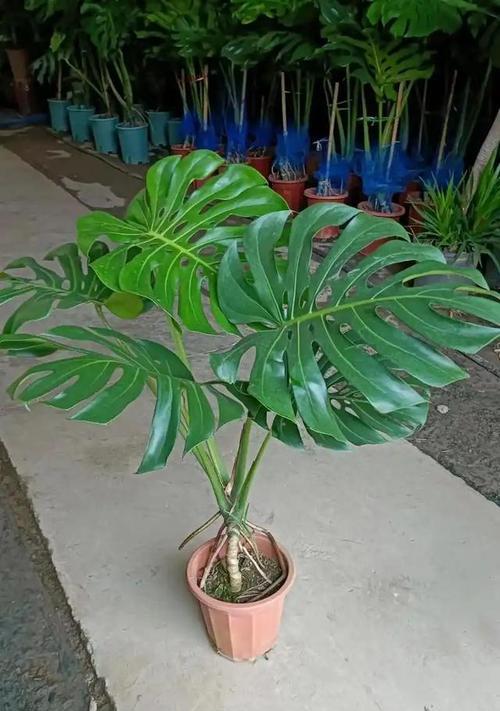 大叶子植物如何提升家居美感？