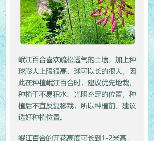 百合的最佳种植时刻是什么时候？