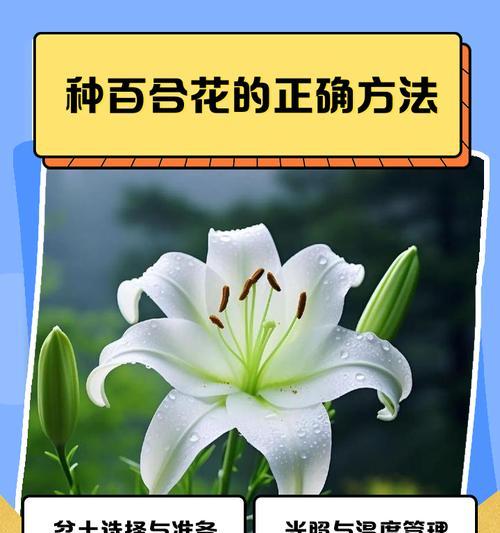 百合的最佳种植时刻是什么时候？
