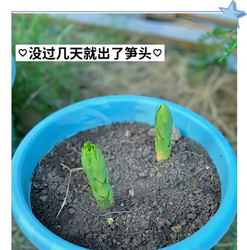 百合的最佳种植时刻是什么时候？