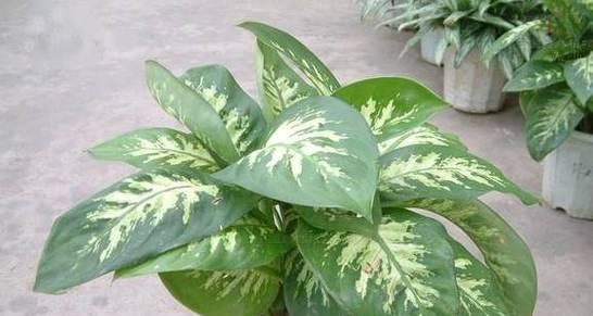 万年青作为观赏植物有哪些特点？