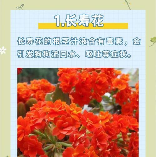 杜鹃花的毒性如何？