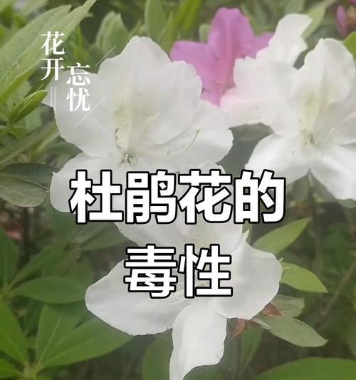 杜鹃花的毒性如何？