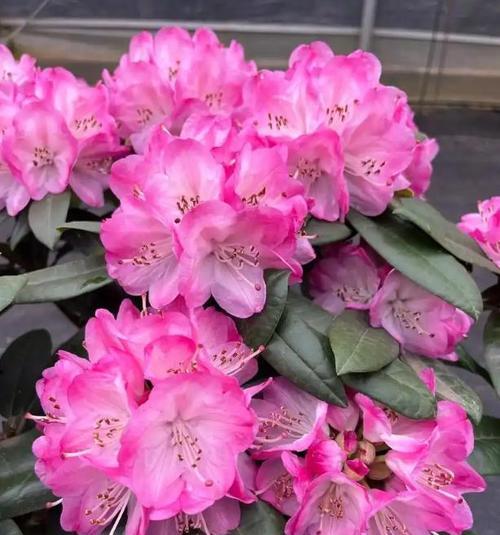 杜鹃花的毒性如何？