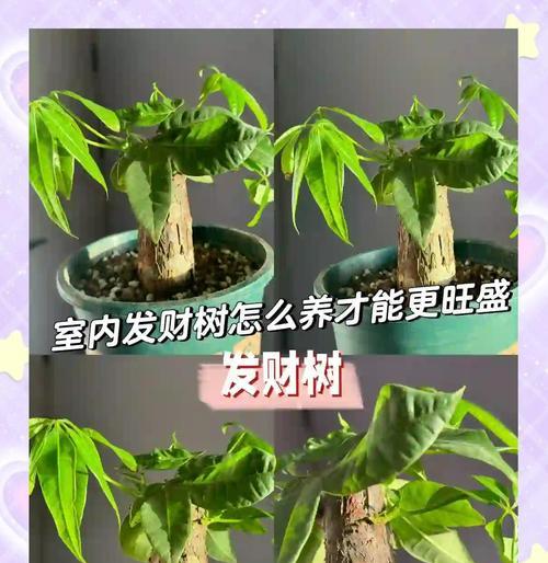 发财树的养殖技巧有哪些？
