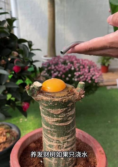 发财树的养殖技巧有哪些？