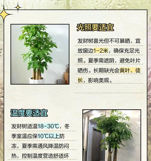 发财树的养殖技巧有哪些？